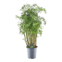 Polyscias Hawaiiana Ming - 90 cm - Ø24cm - GREEN OASIS - SHOP Plantes vertes originales livrées à votre domicile