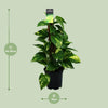Scindapsus (Epipremnum) - Ø15cm - ↕50cm - GREEN OASIS - SHOP