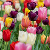 Super Tulip Mix - Paquet économique, 50 bulbes à fleurs - GREEN OASIS - SHOP