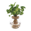 Syngonium Pixie - Ø12cm - ↕30cm - GREEN OASIS - SHOP Plantes vertes originales livrées à votre domicile