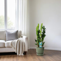 Zamioculcas Zamiifolia - Ø17cm - ↕65cm Everspring