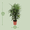 Rhapis Excelsa - Ø27cm - ↕120cm Everspring