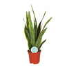 Sansevieria Trifasciata Laurentii - Ø17cm - ↕60cm Everspring
