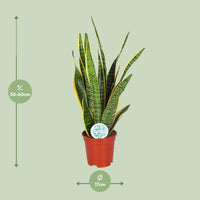 Sansevieria Trifasciata Laurentii - Ø17cm - ↕60cm Everspring