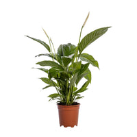 Spathiphyllum Bingo Cupido - Ø19cm - ↕80cm Everspring