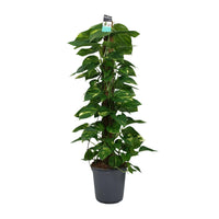 Scindapsus (Epipremnum) - Ø24cm - ↕120cm Everspring