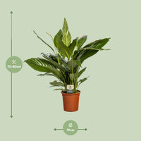 Spathiphyllum Bingo Cupido - Ø19cm - ↕80cm Everspring