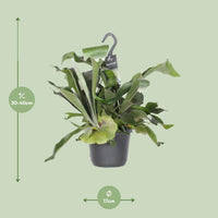 Platycerium Bifurcatum - Ø17cm - ↕30cm Everspring