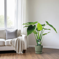 Alocasia cucullata - oreille d'éléphant - Ø19cm - ↕55cm Everspring
