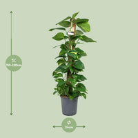 Scindapsus Epipremnum - Ø24cm - ↕120cm Everspring