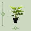 Toile d'araignée Fatsia Japonica - Ø17cm - ↕50cm Everspring