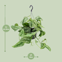 Scindapsus Pictus Trebie - Ø15cm - ↕25cm Everspring