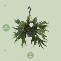 Platycerium Bifurcatum - Ø21cm - ↕50cm Everspring