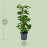 Scindapsus Epipremnum - Ø19cm - ↕80cm Everspring