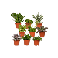 Mélange de plantes succulentes - 9 pièces - 10 cm - Ø8,5 Everspring