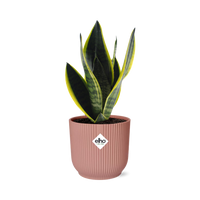 Sansevieria Futura Superba + pot ELHO Vibes Fold 14cm rose Everspring