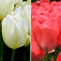 Tulipes - Elly's Choice - 30 bulbes à fleurs - Taille 12+ - GREEN OASIS - SHOP