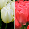 Tulipes - Elly's Choice - 30 bulbes à fleurs - Taille 12+ - GREEN OASIS - SHOP