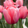 Tulipes Pink Impression – 15 bulbes à fleurs – Taille 12+ - GREEN OASIS - SHOP