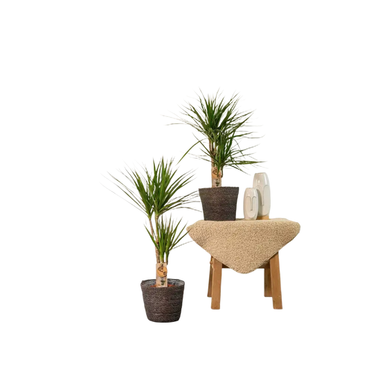2x Dracaena - ↨90cm - Ø17cm Everspring
