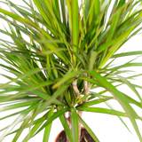 2x Dracaena - ↨90cm - Ø17cm Everspring