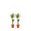 2x Dracaena - ↨90cm - Ø17cm Everspring