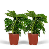 2x Monstera Monkey Leaf - Plante à trous - 30cm - ø12 Everspring