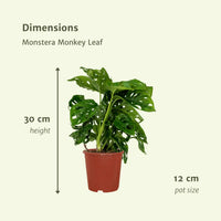 2x Monstera Monkey Leaf - Plante à trous - 30cm - ø12 Everspring