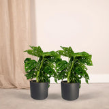 2x Monstera Monkey Leaf - Plante à trous - 30cm - ø12 Everspring