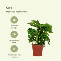2x Monstera Monkey Leaf - Plante à trous - 30cm - ø12 Everspring