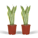 2x Sansevieria Laurentii - Langue de Dame - 40 cm - ø14 Everspring