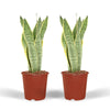 2x Sansevieria Laurentii - Langue de Dame - 40 cm - ø14 Everspring