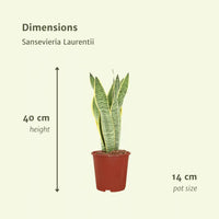 2x Sansevieria Laurentii - Langue de Dame - 40 cm - ø14 Everspring