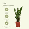2x Zamioculcas Zamiifolia - Palmier émeraude - 50cm - ø14 Everspring