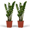 2x Zamioculcas Zamiifolia - Palmier émeraude - 50cm - ø14 Everspring