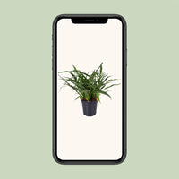 Aglaomorpha Coronans - Ø17cm - ↕45cm Everspring