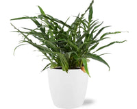 Aglaomorpha Coronans - Ø17cm - ↕45cm + Pot Brussels D18x17cm - Blanc - GREEN OASIS - SHOP