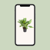 Aglaonema B.J., Freedman - Ø24cm - ↕70cm - GREEN OASIS - SHOP