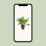 Aglaonema B.J., Freedman - Ø24cm - ↕70cm - GREEN OASIS - SHOP