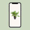 Aglaonema B.J., Freedman - Ø24cm - ↕70cm - GREEN OASIS - SHOP