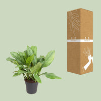 Aglaonema B.J., Freedman - Ø24cm - ↕70cm - GREEN OASIS - SHOP