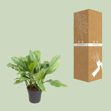 Aglaonema B.J., Freedman - Ø24cm - ↕70cm - GREEN OASIS - SHOP