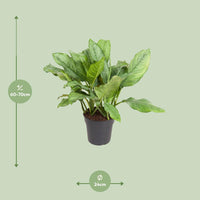 Aglaonema B.J., Freedman - Ø24cm - ↕70cm - GREEN OASIS - SHOP