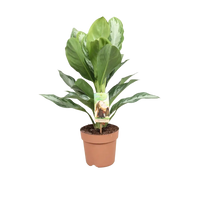 Aglaonema Silver Bay - Pervenche de Chine - Ø17cm - ↕55cm Everspring