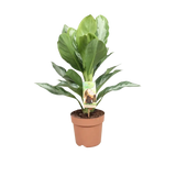 Aglaonema Silver Bay - Pervenche de Chine - Ø17cm - ↕55cm Everspring