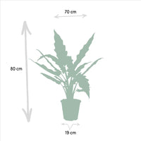 Alocasia Cucullata - Ø19cm - ↕60cm + Alocasia Lauterbachiana - Ø19cm - ↕75cm Everspring