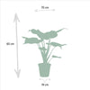 Alocasia Cucullata - Ø19cm - ↕60cm + Alocasia Lauterbachiana - Ø19cm - ↕75cm Everspring