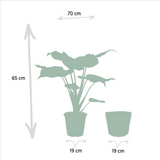 Alocasia Cucullata - Ø19cm - ↕65cm + Panier Selin Everspring
