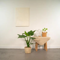 Alocasia Cucullata - Ø19cm - ↕65cm + Panier Selin Everspring