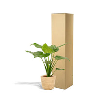 Alocasia Cucullata - Ø19cm - ↕65cm + Panier Selin Everspring